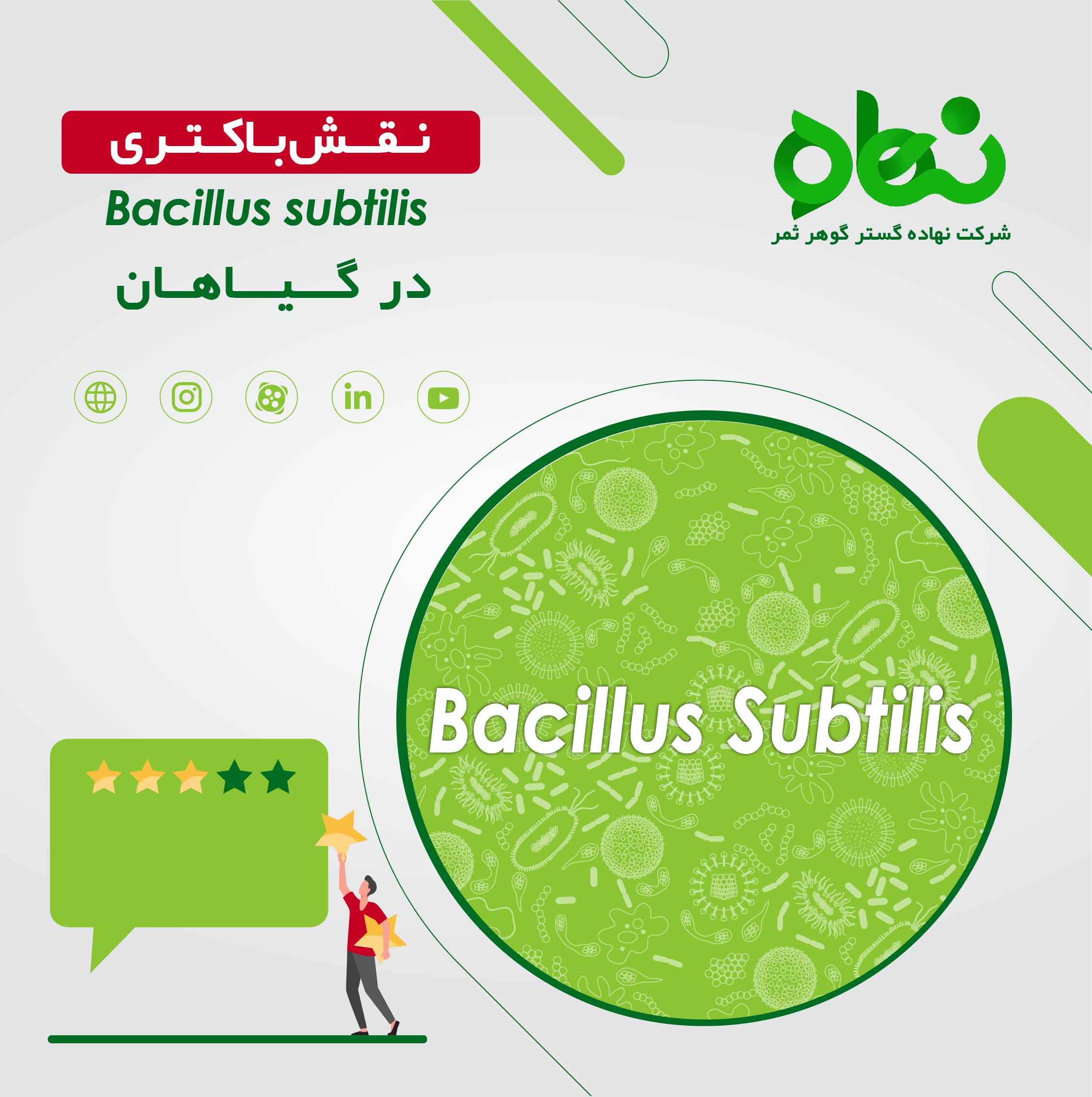 نقش باکتری Bacillus subtilis در گیاهان
